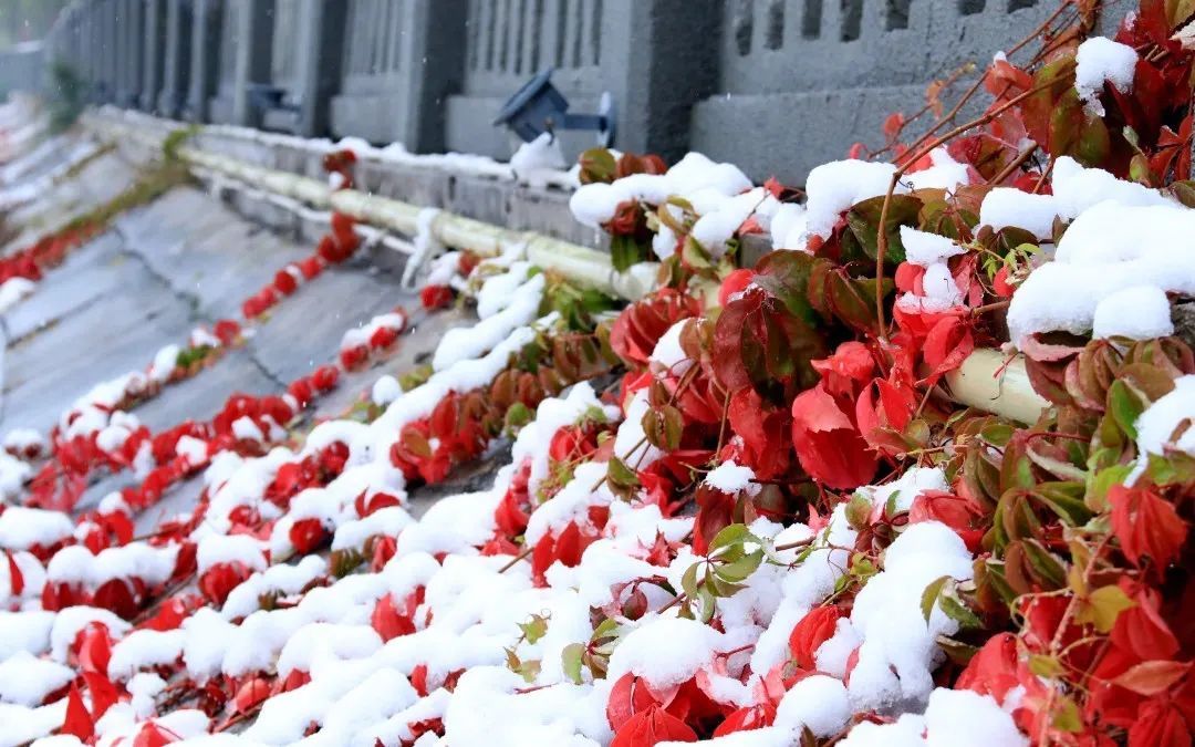 赵建民|临洮今秋第一场雪，比以往来得更早一些……