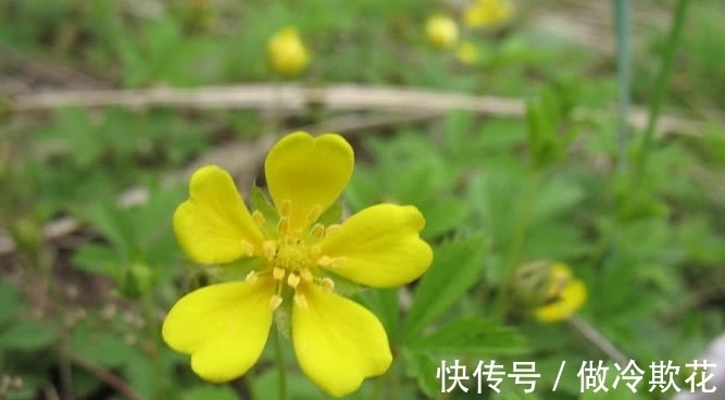 委陵菜|农村满地生的一种野草,它是天然好药材少人知,若见到还请保护好