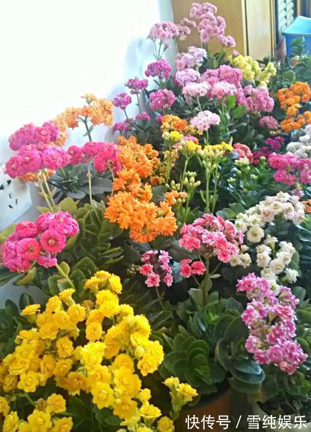 磷酸二氢钾|入冬以后,君子兰、长寿花来点催花剂,花开多1倍,别忽视