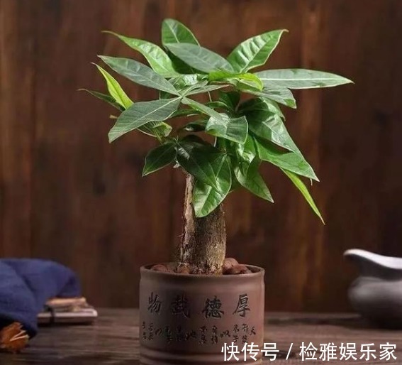 招财|8种招财植物，家里有一盆财源滚滚来，你都清楚嘛