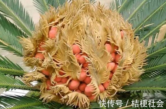 润肺止咳|入冬后,咳嗽不停难受,不妨多吃此果,润肺止咳,胜过止咳药!