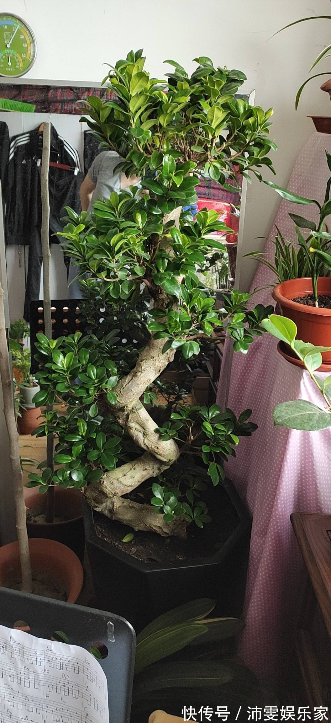 榕树|5种树,种在院子里寓意好,家里养一棵吉祥如意