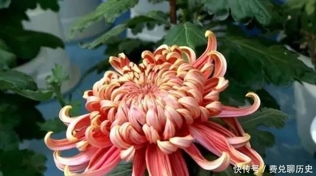 中国的十大名花,你知道几个?