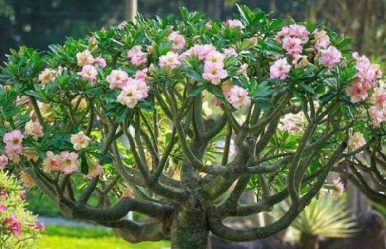 养6种花怕水多,烂根又烂叶,水少长势旺,开花开得多