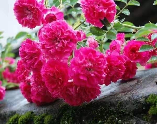 要说“最香”的花，还数这种花，花期长达6个月，开花满园芳香