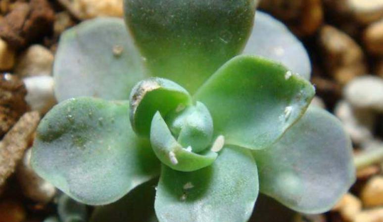 辣椒水|解决多肉长蚧壳虫有套路，这4个方法，一学会就能轻松搞定