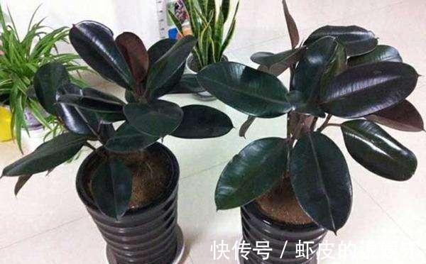 家里光线差,几种室内植物极耐阴,不仅好看好养,还净化空气