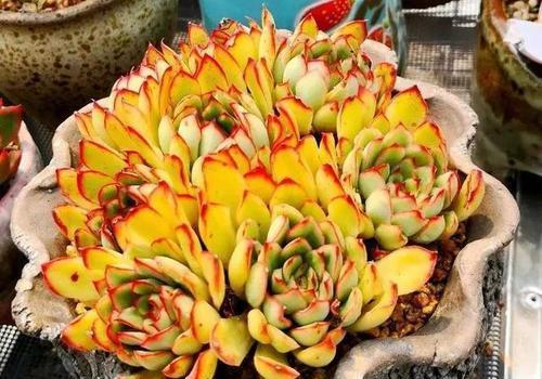 5种黄色系多肉,长出状态美极了,谁见了都夸美,值得拥有!