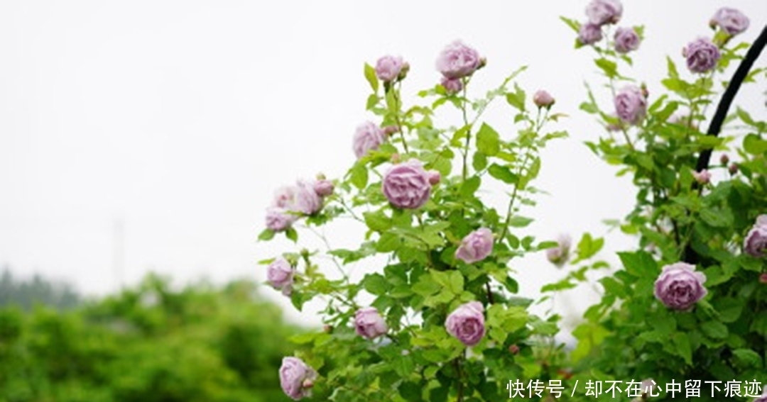 月季吃奶小苗,冬季要不要修剪?怎么剪?