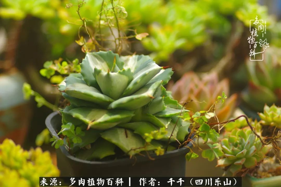 夏天日晒雨淋，秋老虎来势汹汹，你的多肉准备好逆袭了吗