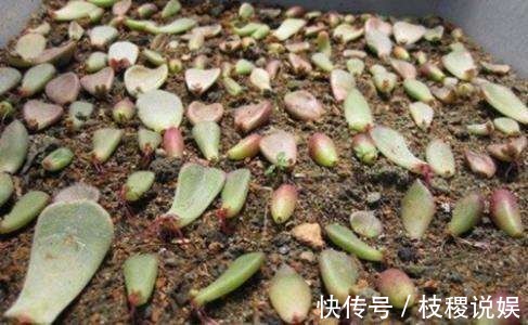 剩下的空油桶先别扔，教你变废为宝，半月不浇水也没事！