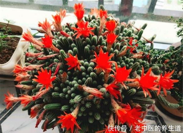 比玉坠还能长的多肉,夏天开花真漂亮,挤爆花盆很轻松!