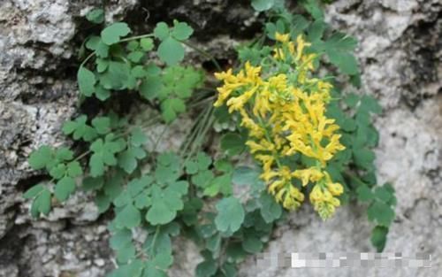 野草|农村一种野草,常生于岩石上,550元一斤,你们认识吗