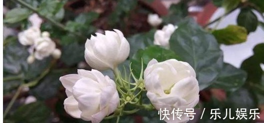 茉莉花|6种花期长的花，一开就是上百天，盆栽上几盆，一年四季有花赏！