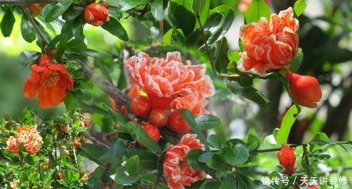 6种耐寒花，好看好打理，年年花满枝头，值得拥有！