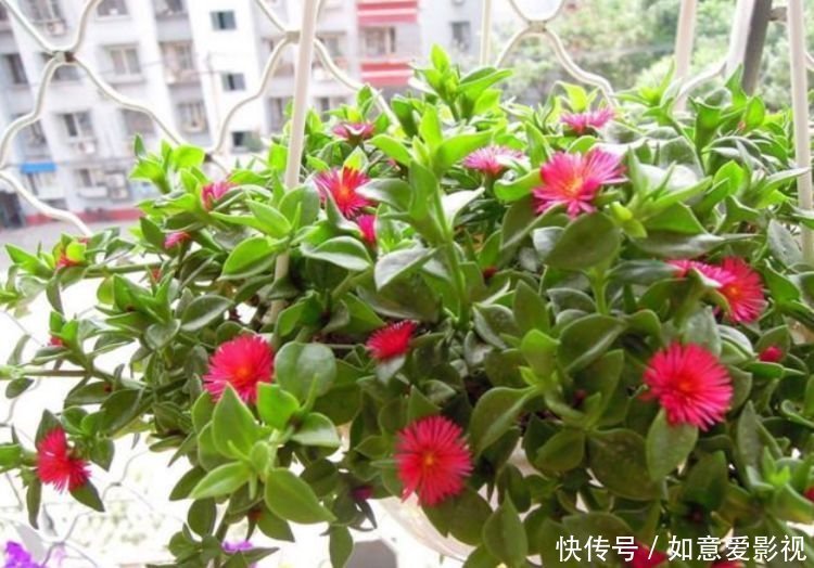 沙漠玫瑰花|清明前后,不能错过的4种招财花,不用管理也能长得旺,开花不断