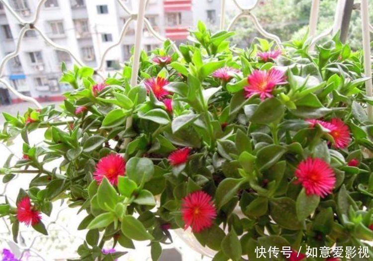 沙漠玫瑰花|清明前后，不能错过的4种招财花，不用管理也能长得旺，开花不断