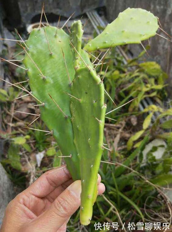 仙人掌怎样扦插教你3种扦插小妙招,30天就能生根,一盆变多盆