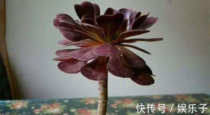 多头多肉|多肉爆盆的4种方法,简单还有效,轻松一盆变多盆!