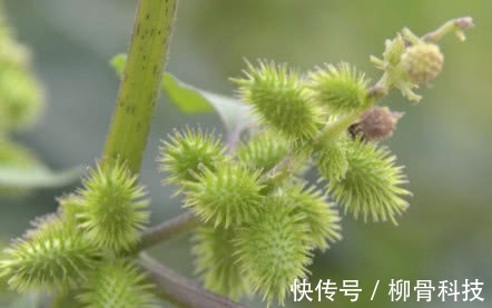 本草纲目|李时珍称它为风湿克星,祛风止痛,老寒腿关节炎都被“赶跑”