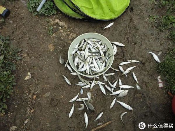 如何在走水环境中钓白条，进食特性和垂钓方式是关键，细节很关键