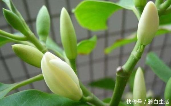 桂花|此花“再懒”的人也能养,一开就是大半年,没想到比桂花还要香