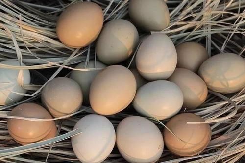 鸡蛋|鸡蛋、鸭蛋、鹅蛋、鹌鹑蛋,哪种更有营养?医生:3种蛋尽量少吃