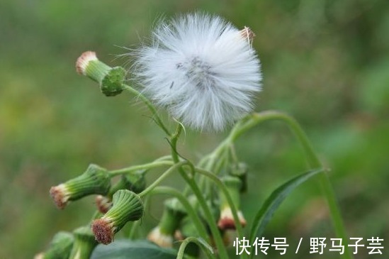 野菜|以下3大野菜,个个营养美味,还能补肾,强筋骨,清热解毒
