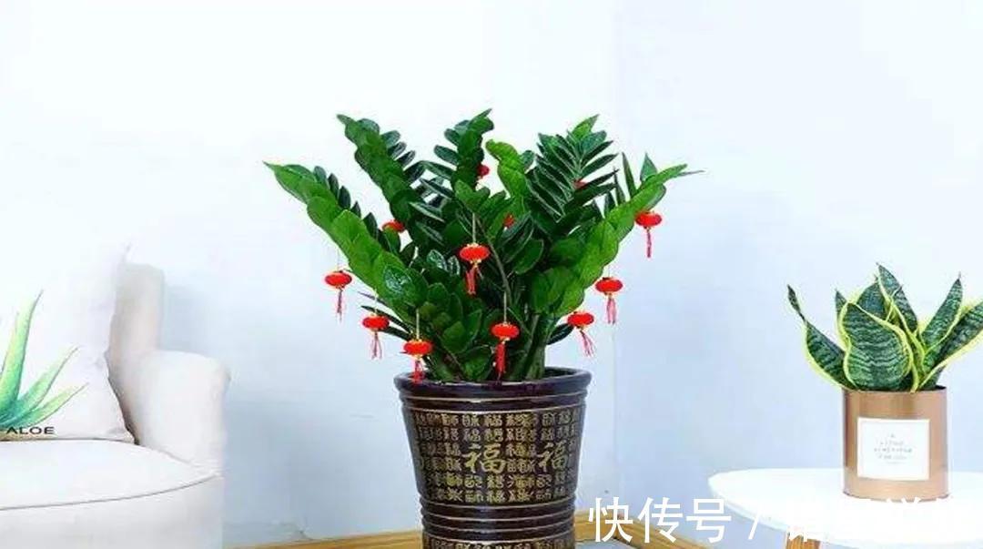寓意|10大“吉祥花”适合养客厅,格调高,株型美,旺财又护家
