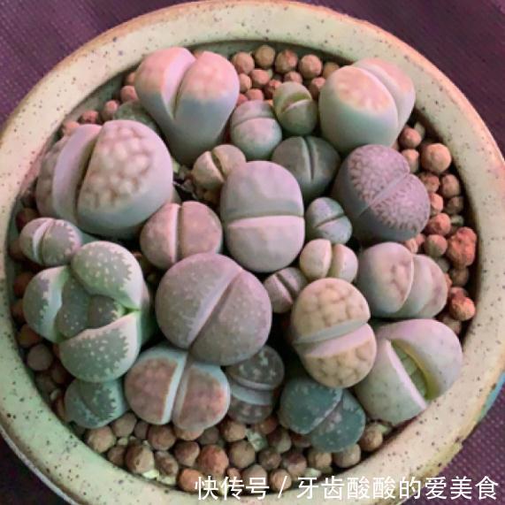 1个盆里塞800棵多肉，鼓到爆炸，看都不敢看