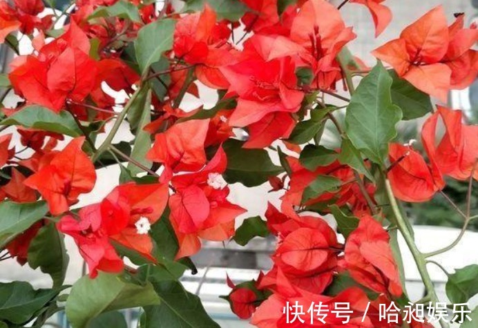 三角梅不开花采用“饥饿”法促进生根,快速萌芽开爆盆