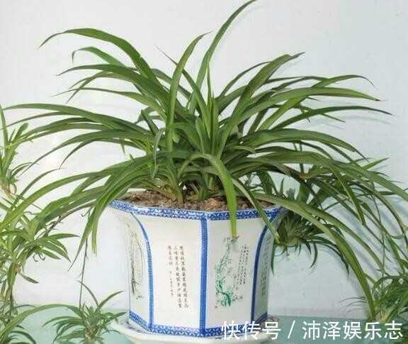 只需简单一招,绿萝吊兰疯长不停,长出1米很随意