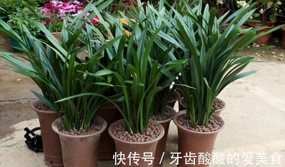 墨兰盆栽能在室内养吗？该怎么呵护好？