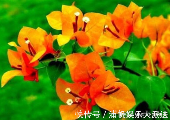 柠檬黄三角梅|喜欢三角梅，不妨养盆“开花机器”柠檬黄三角梅，花开爆盆成花树