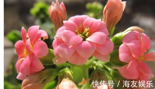 长寿花最详细的养殖方法,浇水、光照、施肥等,养不好都难!