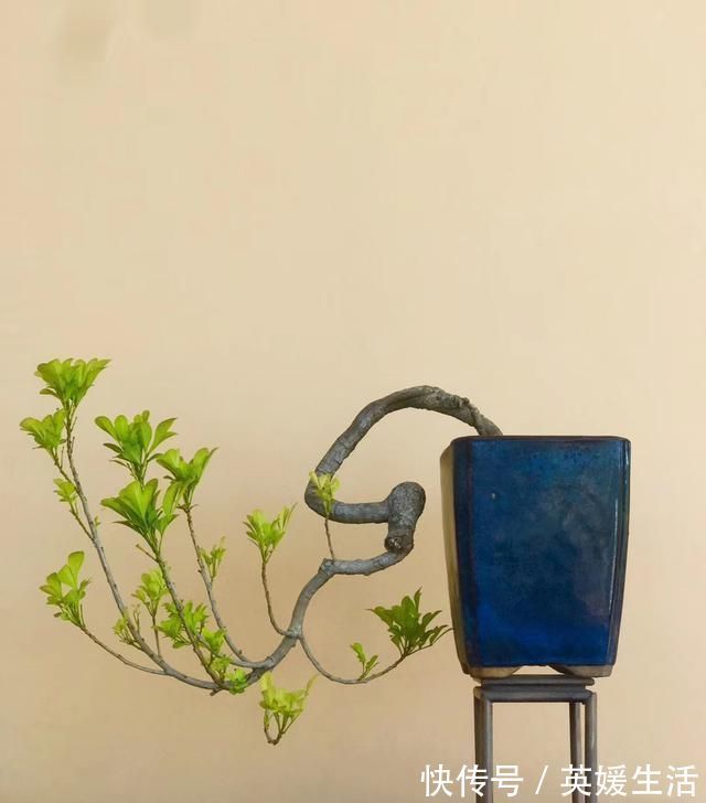 “盆景”如何修剪不同树种,不同时期我们都要做什么