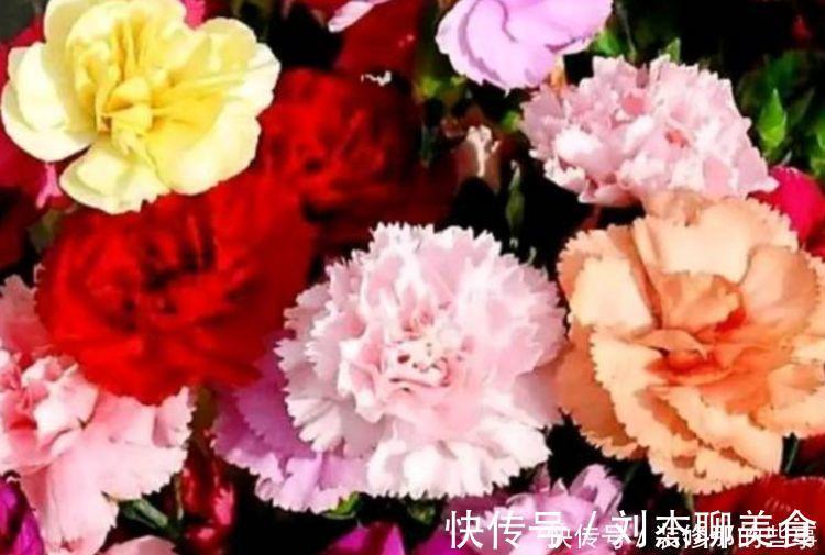 四季海棠|5种花是爆盆“能手”，开起花来“拦”不住，花期长，家中必备！