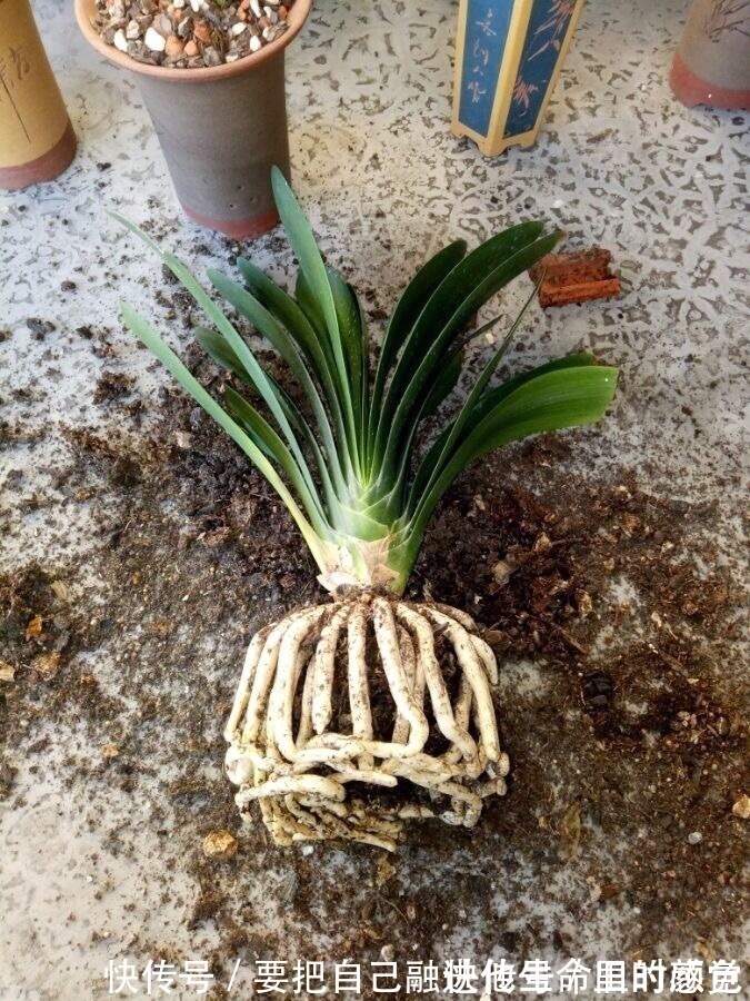 兰花|秋凉后,养3种花,最好换盆、换土,到时候不开花、黄叶