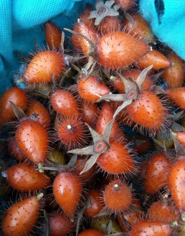 榨成|乡下踏秋,发现一“黄刺果”,以往只有穷人吃,如今榨成汁后红了