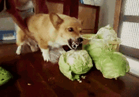 |搞笑GIF趣图:挖掘机霸气点烟,蓝翔毕业的么