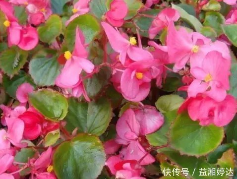 幸福|此花小巧玲珑且优雅大方,花期长达一整年,象征着幸福和智慧