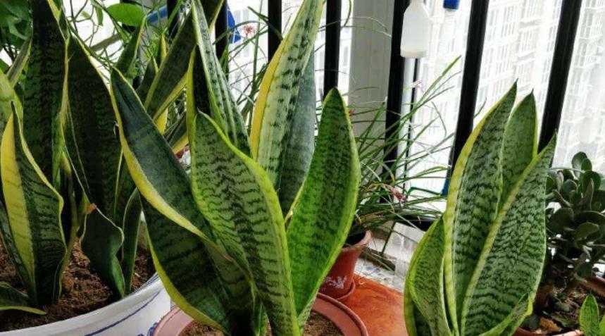 养虎皮兰，喂2种料，注意2个细节，叶片壮实，过冬更省心