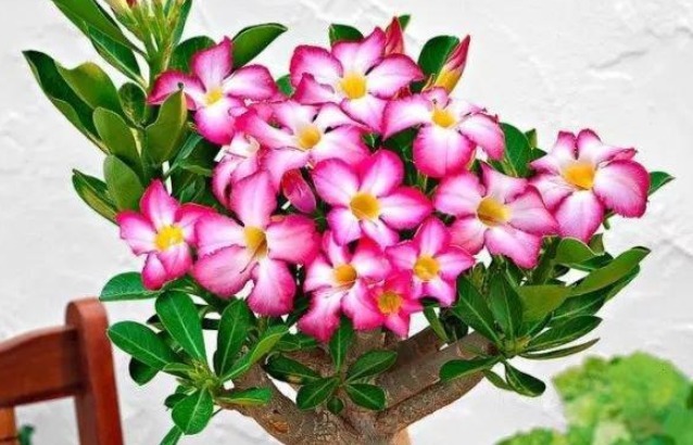 有种比玫瑰还美的花,不仅漂亮而且花期长,放在太阳下长势最好!