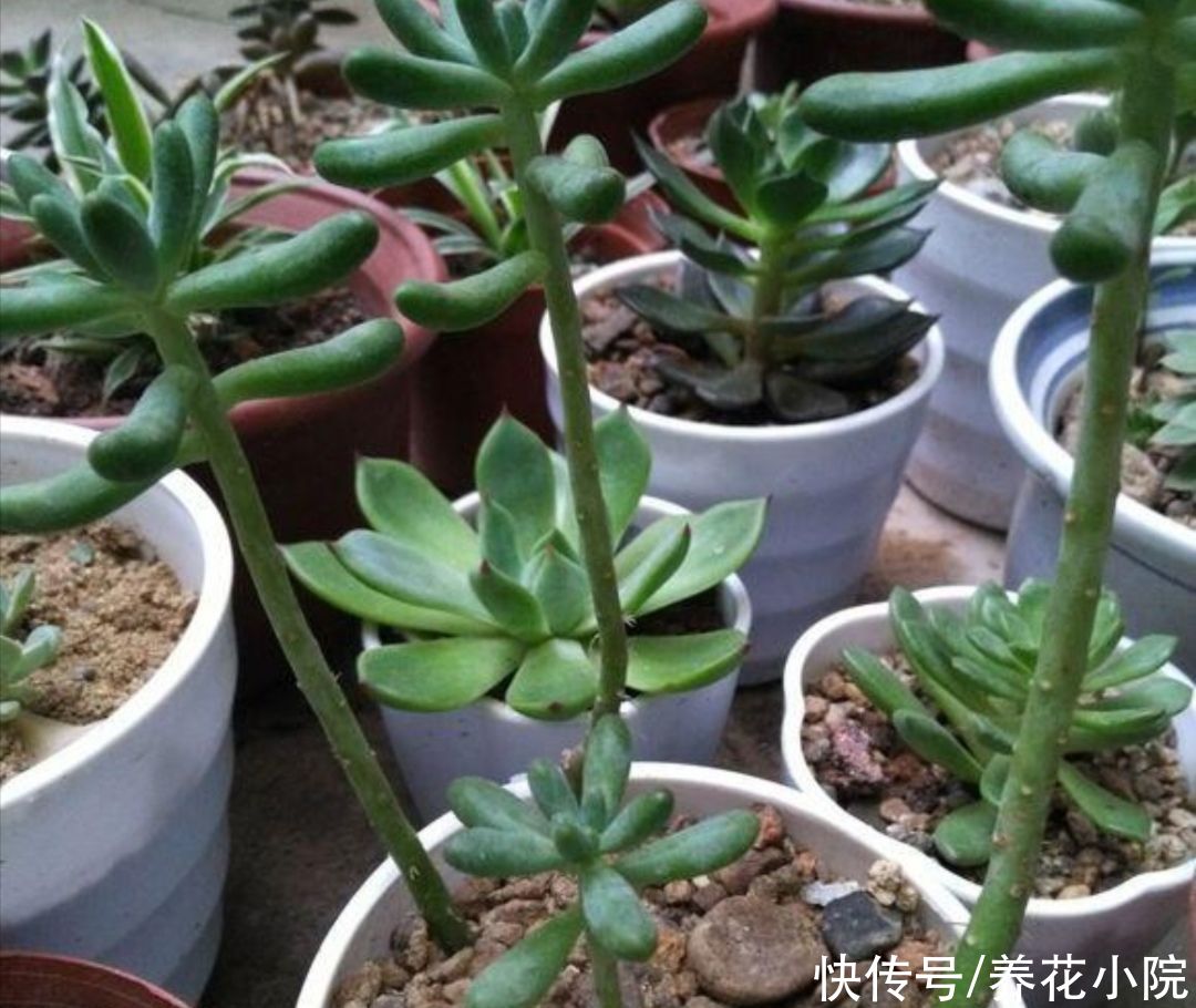 多肉植物|三伏天到了，给家里的多肉要做好“3控”，株型紧凑，不烂根