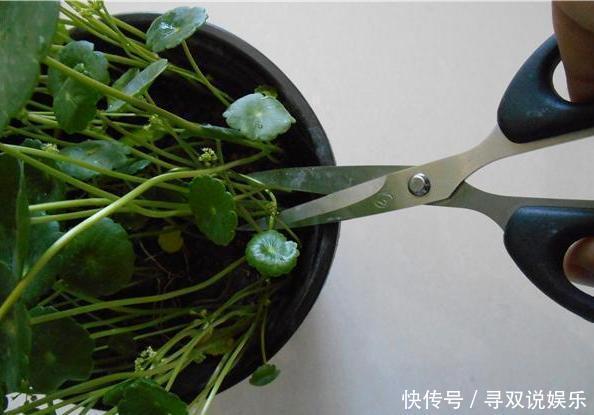 3种花与月季不同，长出“花苞”马上剪，要不颜值低