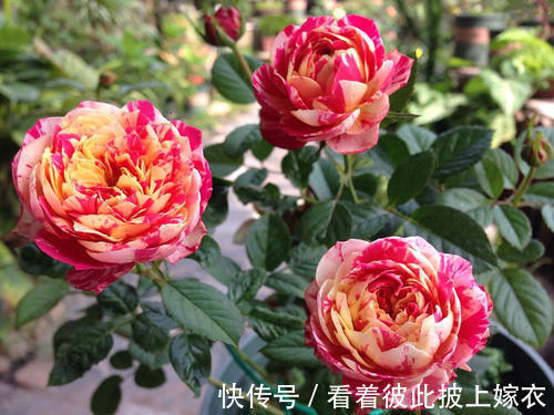 秋天养月季,教你这样施肥,侧芽笋芽一起长,苗壮开花多