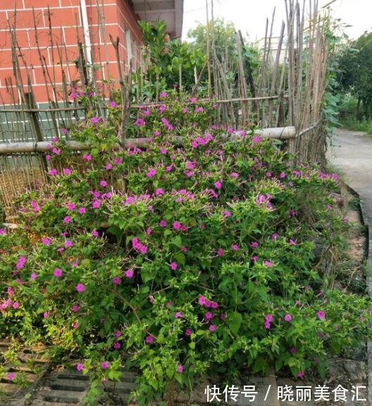 活了30年才知道它叫紫茉莉,花一开就该回家做饭了