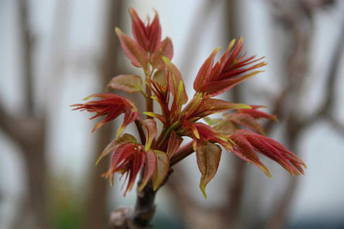 当季三月蔬菜有哪些，下面介绍几种当季蔬菜吃法，吃了还想吃
