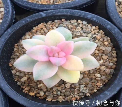 多肉中的“潜力股”,几元钱就能买到全锦的苗,越养越仙千金不换