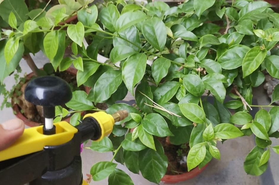 三角梅|30岁大叔劝侄女多养些三角梅,再懒都能养好,一年四季都能赏花